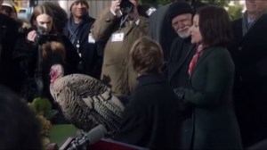 Thanksgiving- Selina pardons two turkeys