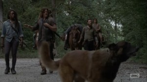 Adaptation- Dog notices something in the woods- AMC, The Walking Dead