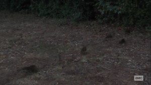 Morning Star- Rats rush towards Hilltop- AMC, The Walking Dead