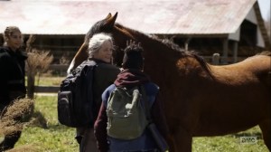 Hunted- Horses come to the dairy farm- AMC, The Walking Dead